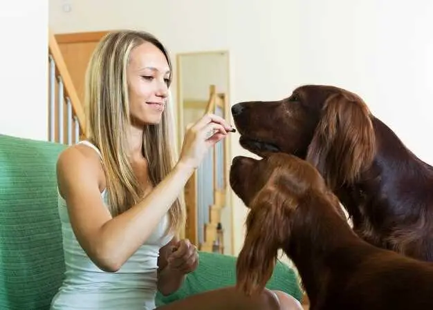 what-does-ringworms-look-like-on-a-dog