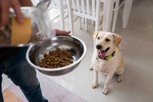 co je dobré smíchat se suchým krmivem pro psy