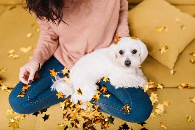 ¿Cuál es la mejor comida para un cachorro de pomerania?