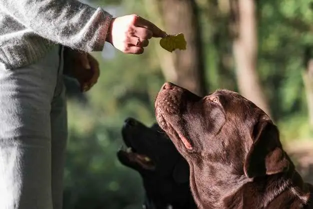 what-to-feed-a-dog-with-inflammatory-bowel-disease