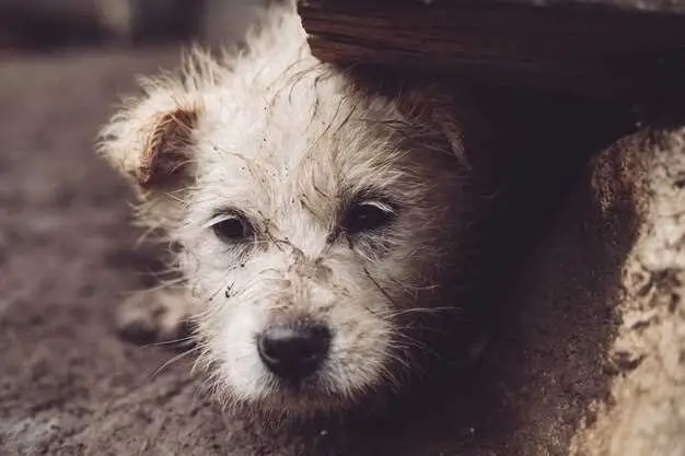 why-are-the-whites-of-my-dogs-eyes-brown