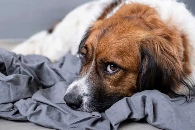 El misterio de los hábitos de sueño de los perros