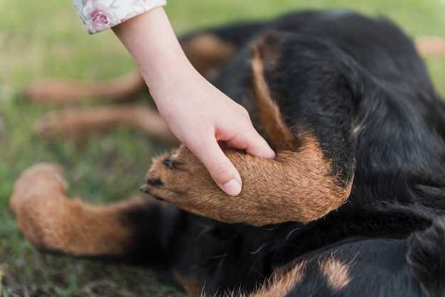 why-does-my-dog-scratch-and-lick-so-much