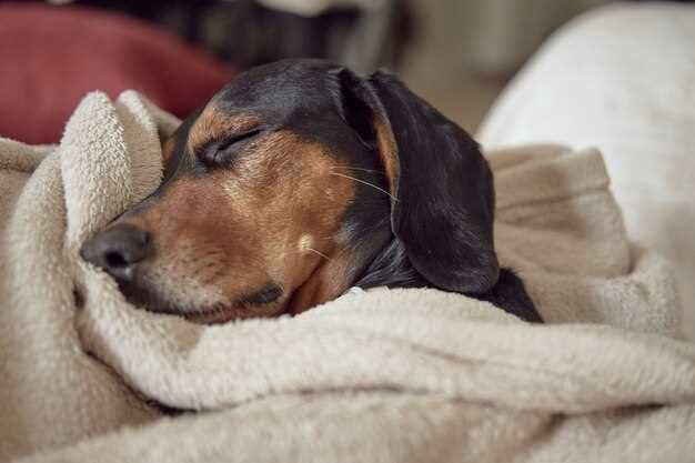 why-does-my-dog-sleep-on-my-clothes